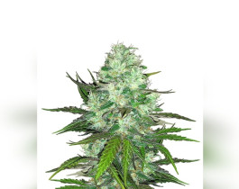 Gorilla Glue Auto от Fast Buds Seeds