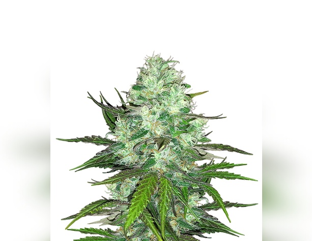 Gorilla Glue Auto от Fast Buds Seeds