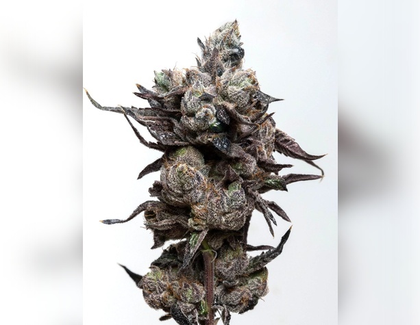 Green Poison
