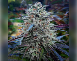 Green Crack