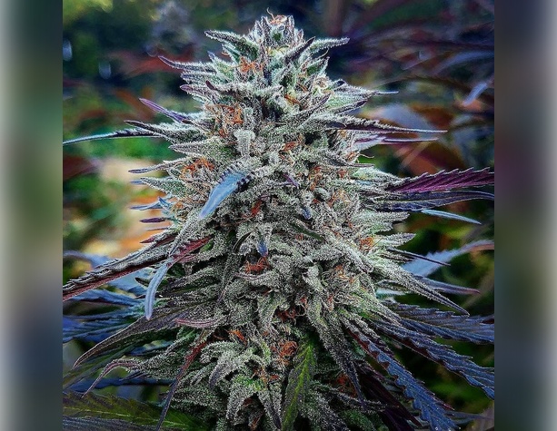 Green Crack