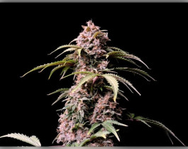 Himalaya Gold от Divine Seeds