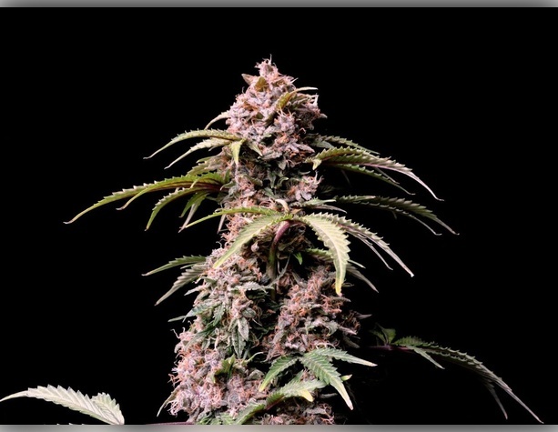 Himalaya Gold от Divine Seeds