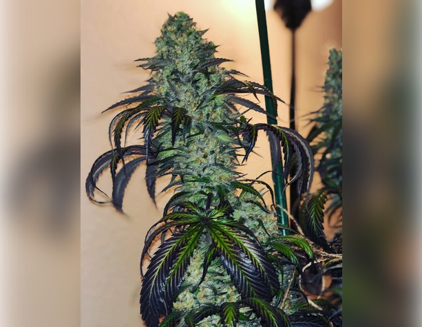 Hindu Kush