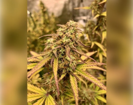 Jack Herer от Divine Seeds