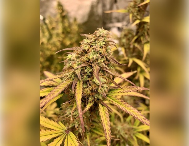 Jack Herer от Divine Seeds