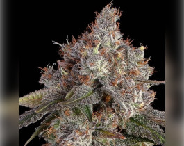Jack Herer от Neuroseeds