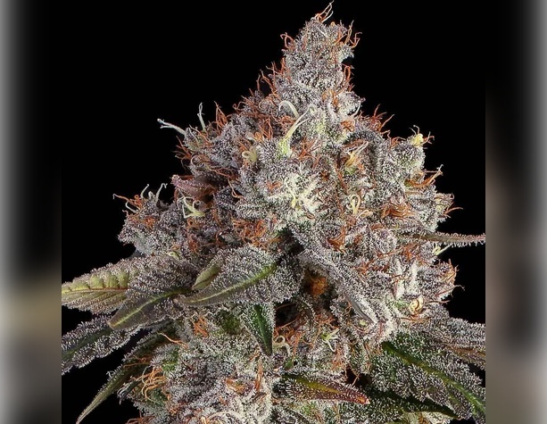 Jack Herer от Neuroseeds