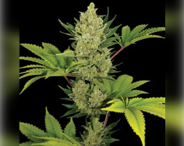 Jack Herer от Sensi Seeds