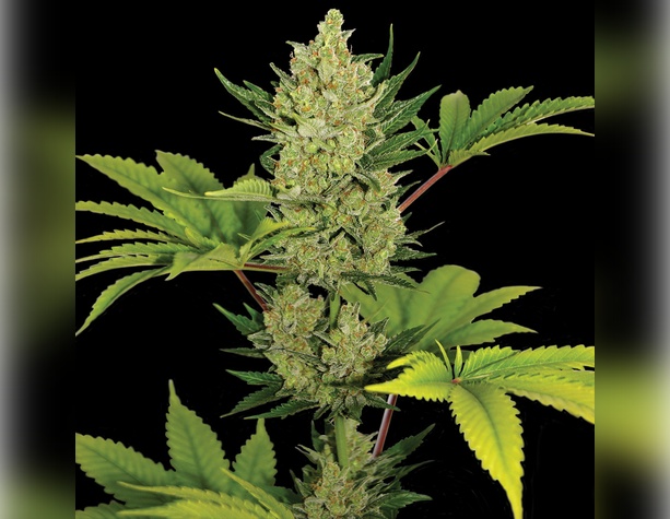 Jack Herer от Sensi Seeds
