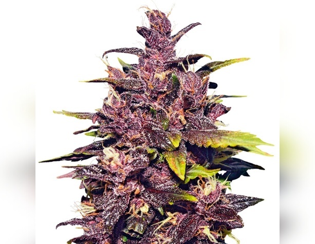 Karibbean Mango