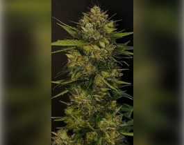 Lemon Haze Auto
