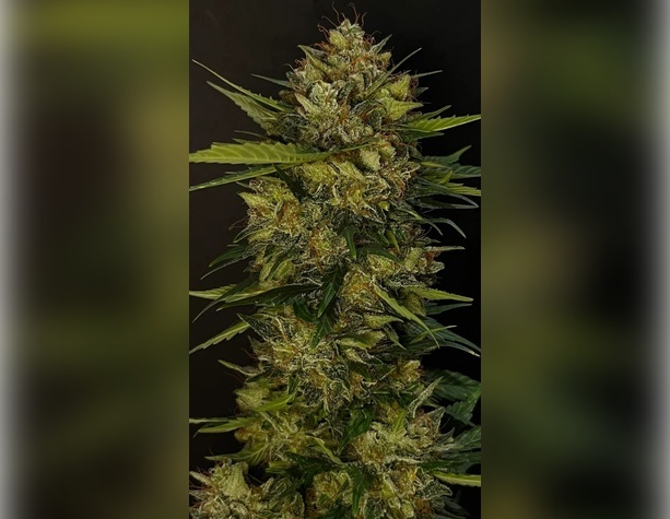 Lemon Haze Auto