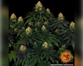 Liberty Haze