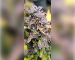 Magnum auto
