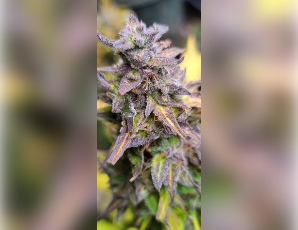 Magnum auto