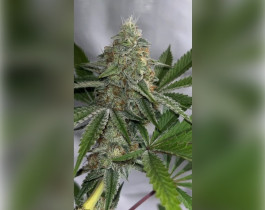 Nefertiti от Pyramid Seeds