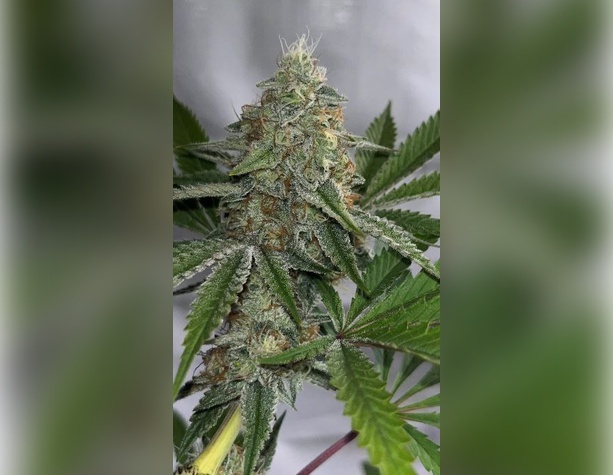 Nefertiti от Pyramid Seeds