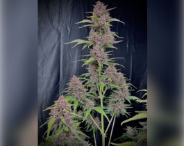 No Name от Medical Seeds Co