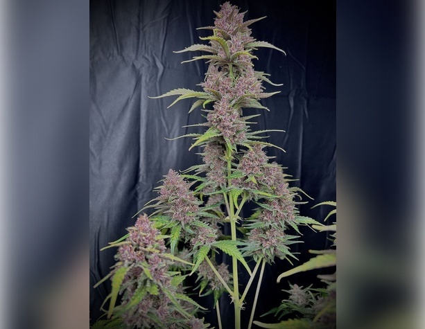 No Name от Medical Seeds Co