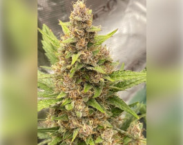 Northern Light Blue от Delicious Seeds