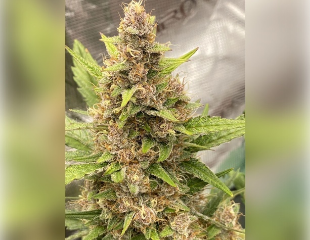 Northern Light Blue от Delicious Seeds