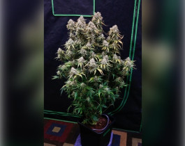 Northern Light от Royal Queen Seeds