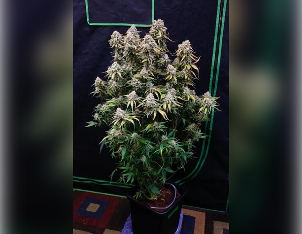 Northern Light от Royal Queen Seeds