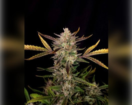 Northern Lights от Neuroseeds