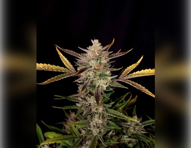 Northern Lights от Neuroseeds