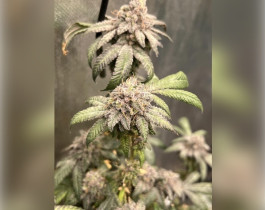 Northern Lights