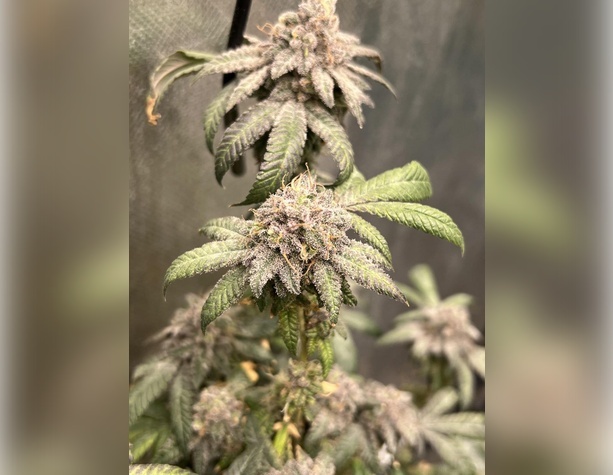 Northern Lights
