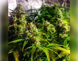 Northern Lights от Sensi Seeds