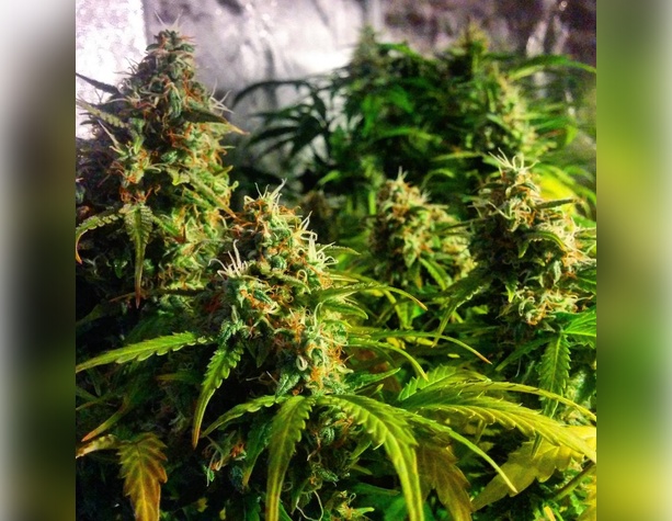 Northern Lights от Sensi Seeds