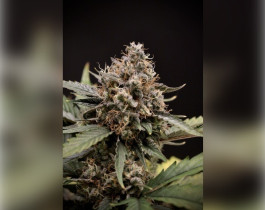 Northern Lights от Victory Seeds