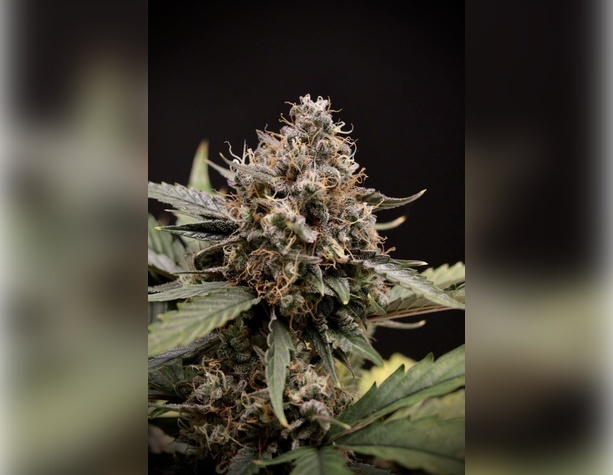 Northern Lights от Victory Seeds