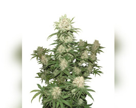Northern Lights от Vision Seeds