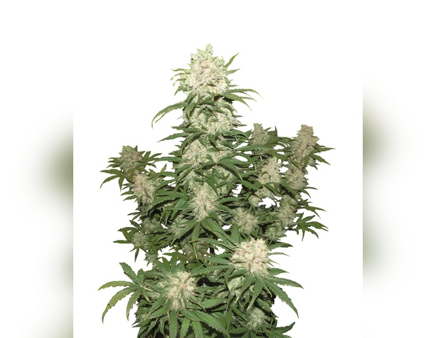 Northern Lights от Vision Seeds