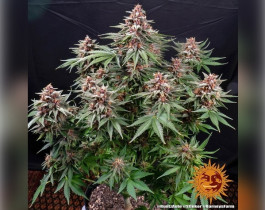 OG Kush от Barneys Farm