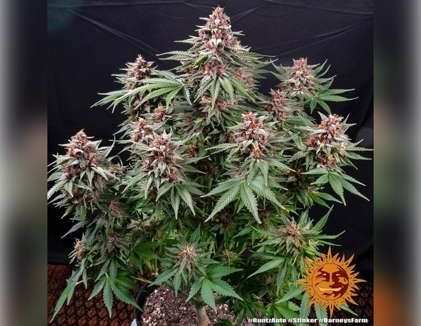OG Kush от Barneys Farm