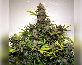OG Kush от Dinafem Seeds
