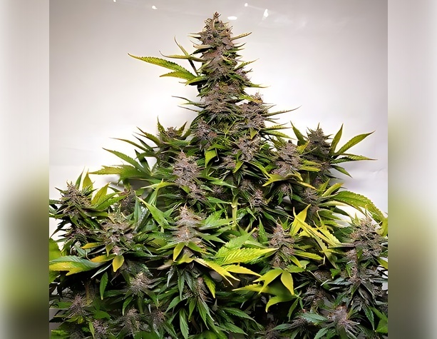OG Kush от Dinafem Seeds