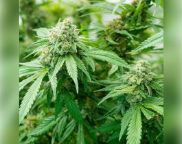 OG Kush от Humboldt Seeds