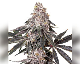 OG Kush от NeuroSeeds