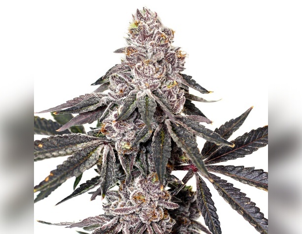 OG Kush от NeuroSeeds