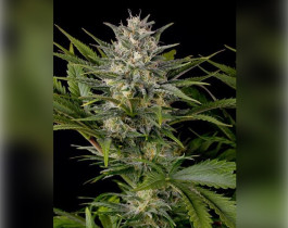 Orange Bud