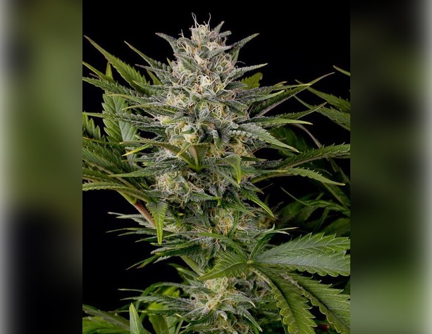 Orange Bud