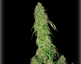 Pineapple Chunk
