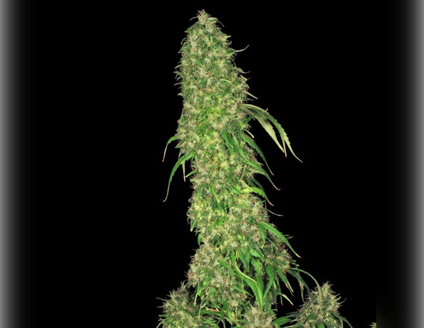 Pineapple Chunk