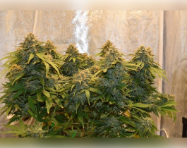 Pulsar Feminized